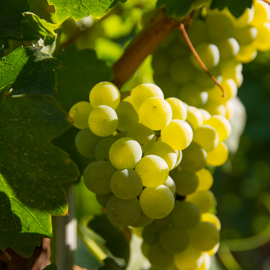 IN PERSON CLASS:  Chardonnay Masterclass, Tues. Nov. 24 (Cookery Yonge)