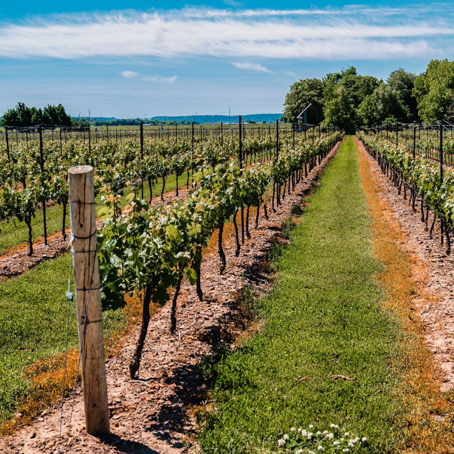 IN PERSON CLASS: An Ontario Wine Showcase, Tues. July 21 (Cookery Leslieville)